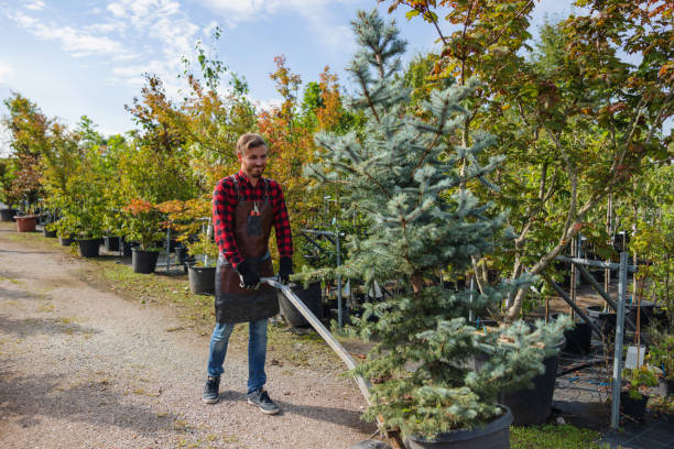 New Bremen, OH Tree Removal and Landscaping Services Company